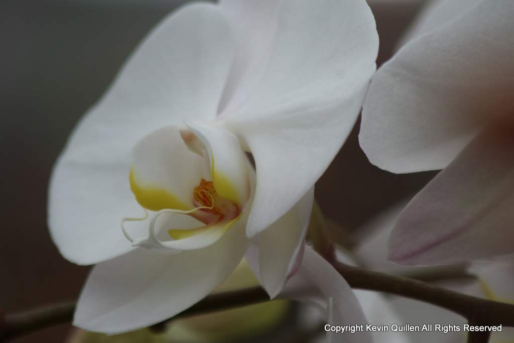 White Orchid -1